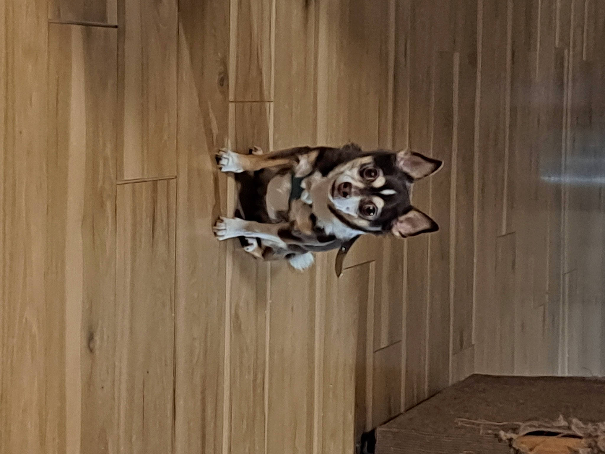 Casey joined the competition — help win amazing prizes! ancient_dog_breeds, canidae, carnivore, companion_dog, dog, dog_breed, dog_supply, flooring, grey, hardwood, metal, non_sporting_group, pet_supply, sled_dog, sporting_group, tail, wood, wood_stain, working_animal, working_dog