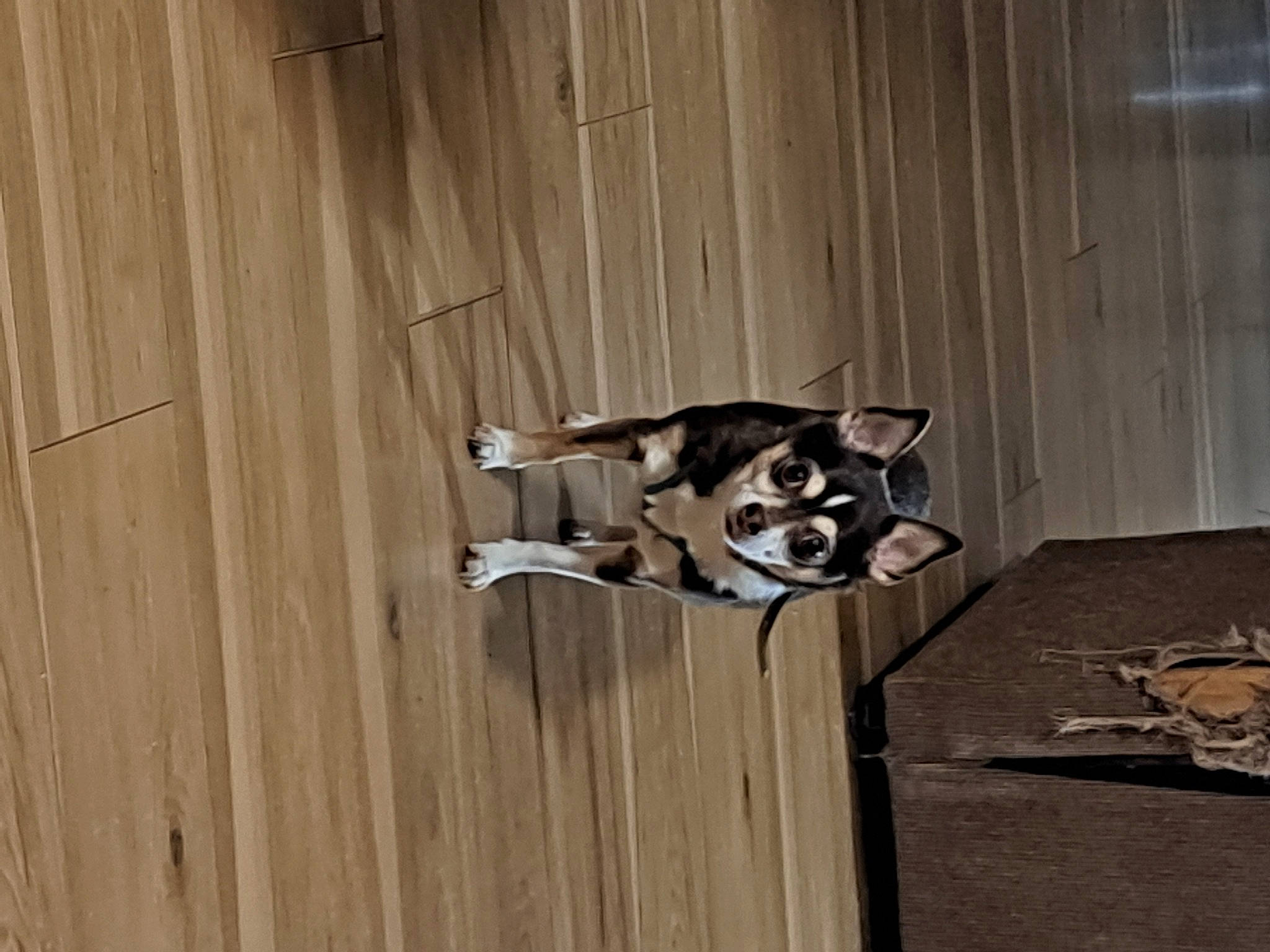 Casey is registered to the contest to win money with this photo: canidae, carnivore, companion_dog, dog, dog_breed, dog_supply, door, felidae, flooring, hardwood, non_sporting_group, pet_supply, plank, room, table, tail, wood, working_animal, working_dog