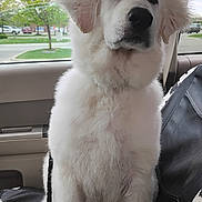 Shiloh joined the competition — help win amazing prizes! animal, car_interior, car_seat, cute, daylight, dog, ears, face, fur, greenery, leash, nose, outdoor, parking_lot, pet, puppy, sitting, tree, white_fur, window