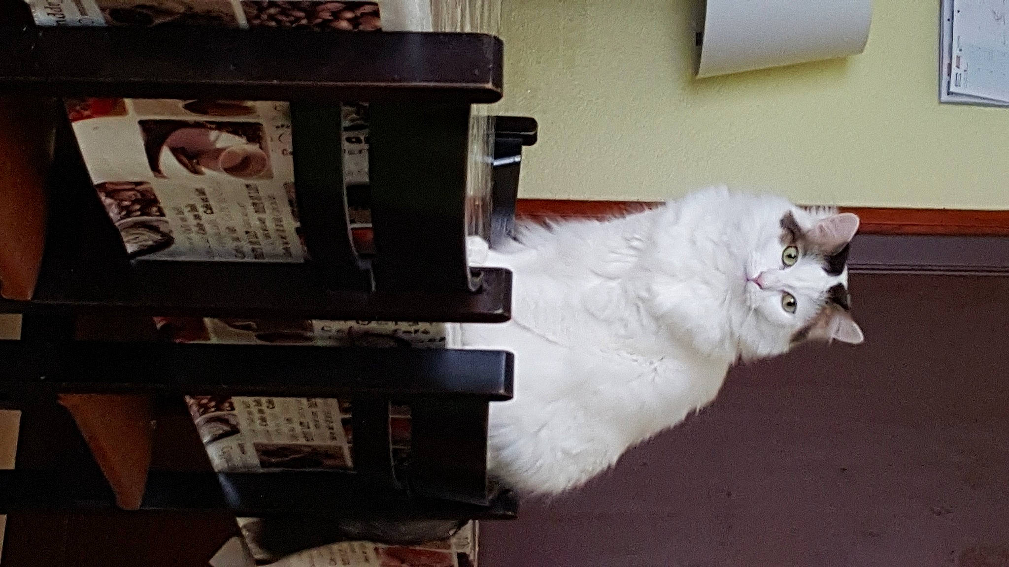 Paco a rejoint le concours — aidez-le/la à gagner de superbes lots ! bookcase, cabinetry, carnivore, cat, comfort, companion_dog, domestic_short_haired_cat, felidae, flooring, fur, hardwood, machine, publication, room, shelf, shelving, small_to_medium_sized_cats, tail, whiskers, wood