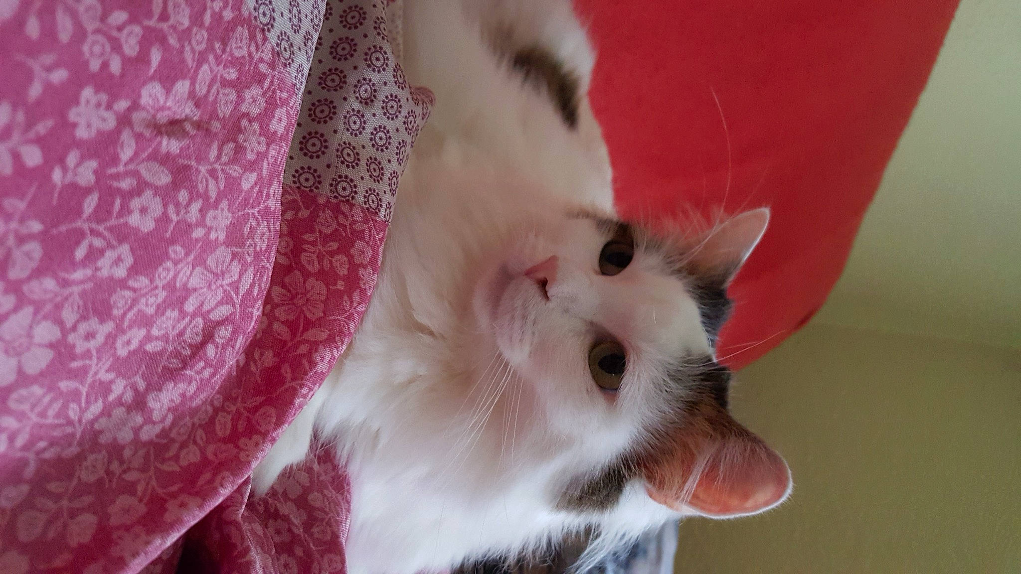 Paco participe au concours pour gagner de l'argent avec cette photo : carnivore, cat, claw, comfort, domestic_short_haired_cat, felidae, fur, magenta, paw, petal, small_to_medium_sized_cats, snout, tail, whiskers