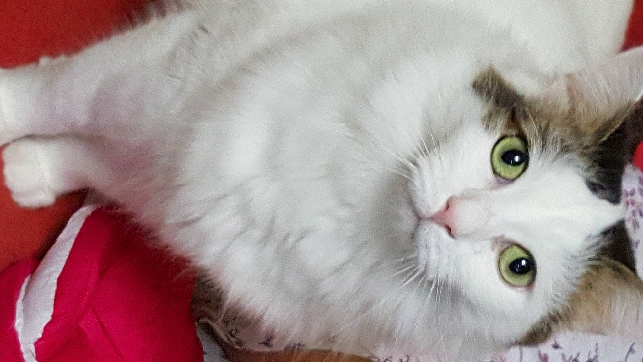 Paco participe au concours pour gagner de l'argent avec cette photo : carnivore, cat, domestic_short_haired_cat, felidae, fur, iris, natural_material, small_to_medium_sized_cats, snout, whiskers