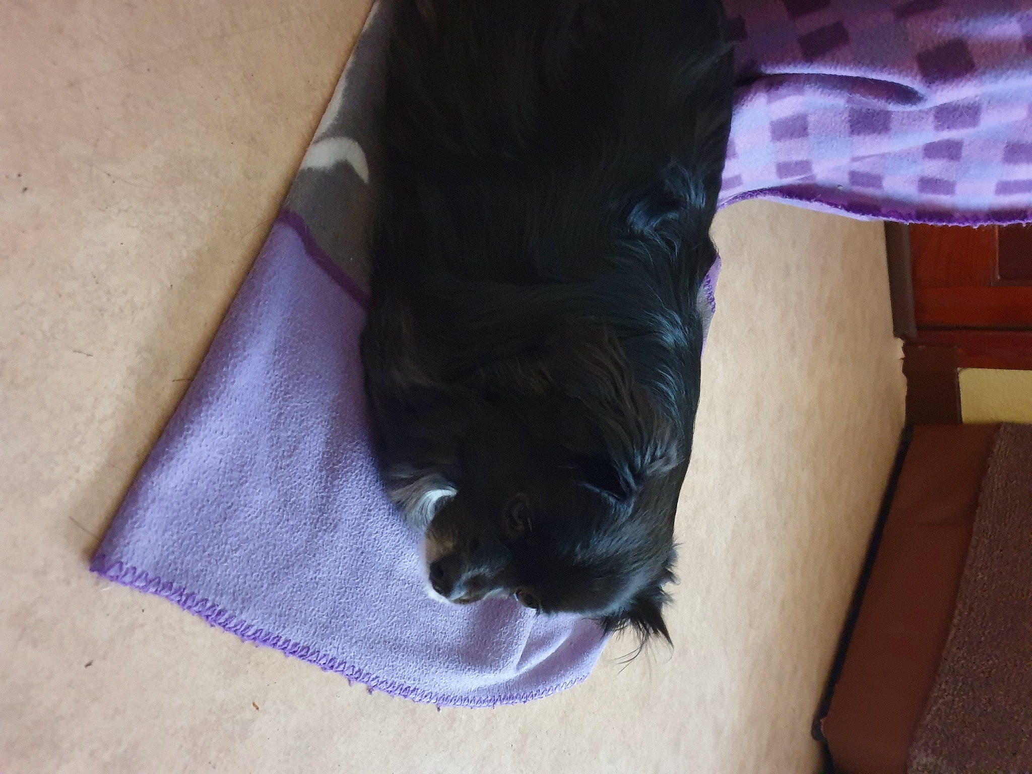 Dina a rejoint le concours — aidez-le/la à gagner de superbes lots ! black_cat, carnivore, comfort, companion_dog, dog_breed, domestic_short_haired_cat, felidae, floor, flooring, foot, fur, hardwood, human_leg, small_to_medium_sized_cats, sporting_group, tail, textile, whiskers, wood, working_animal