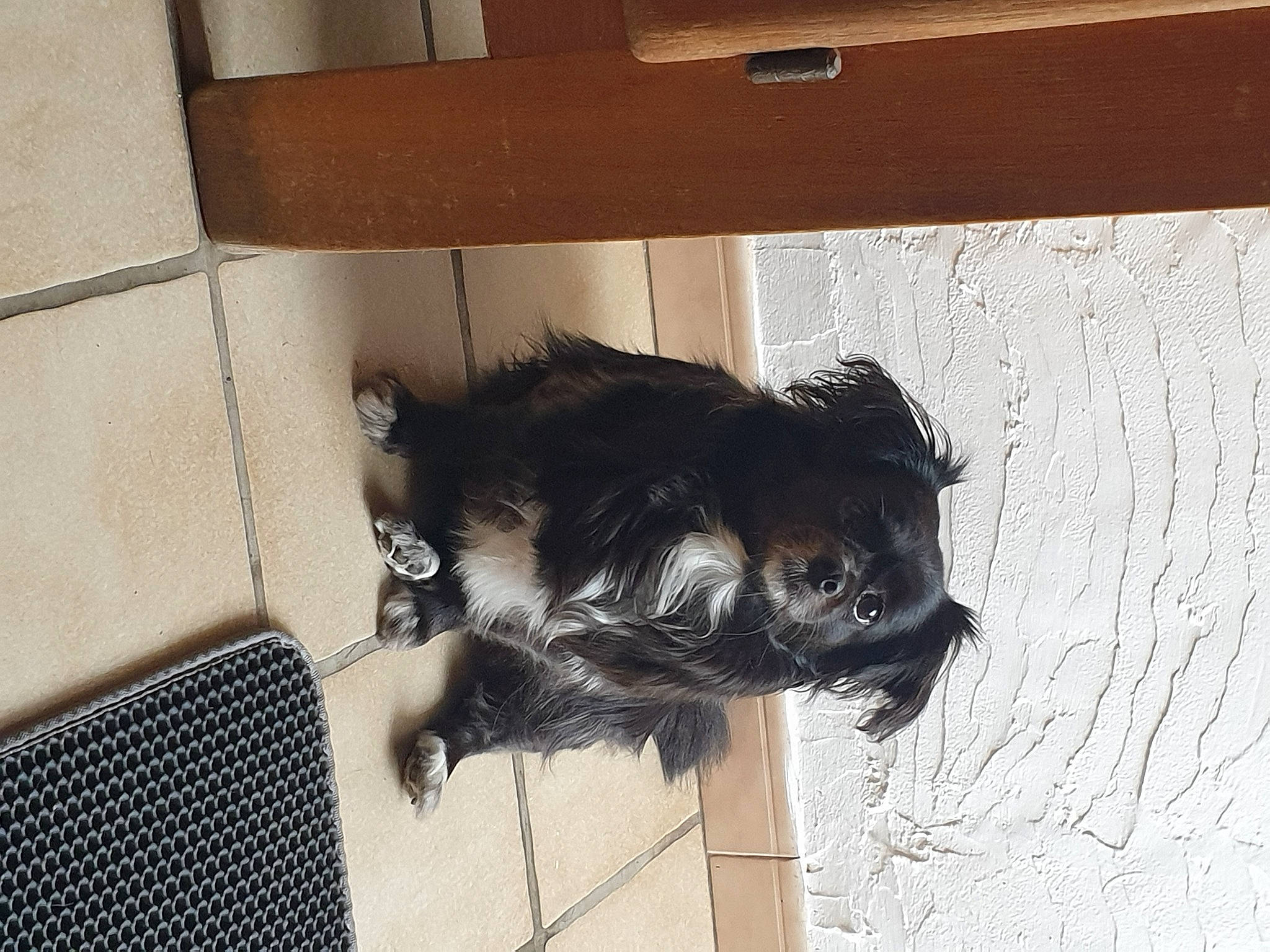 Dina participe au concours pour gagner de l'argent avec cette photo : canidae, carnivore, companion_dog, dog_breed, door, felidae, flooring, fur, hardwood, room, small_to_medium_sized_cats, snout, sporting_group, tail, tints_and_shades, whiskers, wood, working_animal