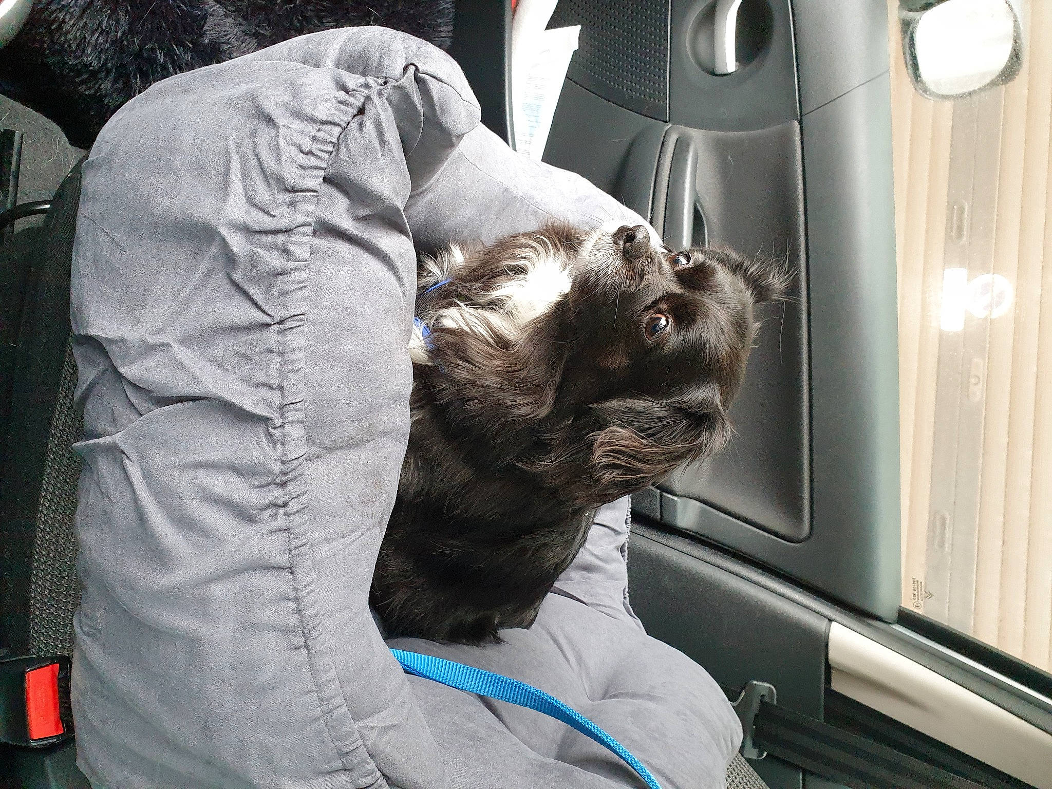 Dina participe au concours pour gagner de l'argent avec cette photo : auto_part, automotive_design, automotive_exterior, automotive_window_part, canidae, car_seat, carnivore, comfort, companion_dog, dog, dog_breed, family_car, fur, luxury_vehicle, mammal, motor_vehicle, personal_luxury_car, sporting_group, vehicle, vehicle_door