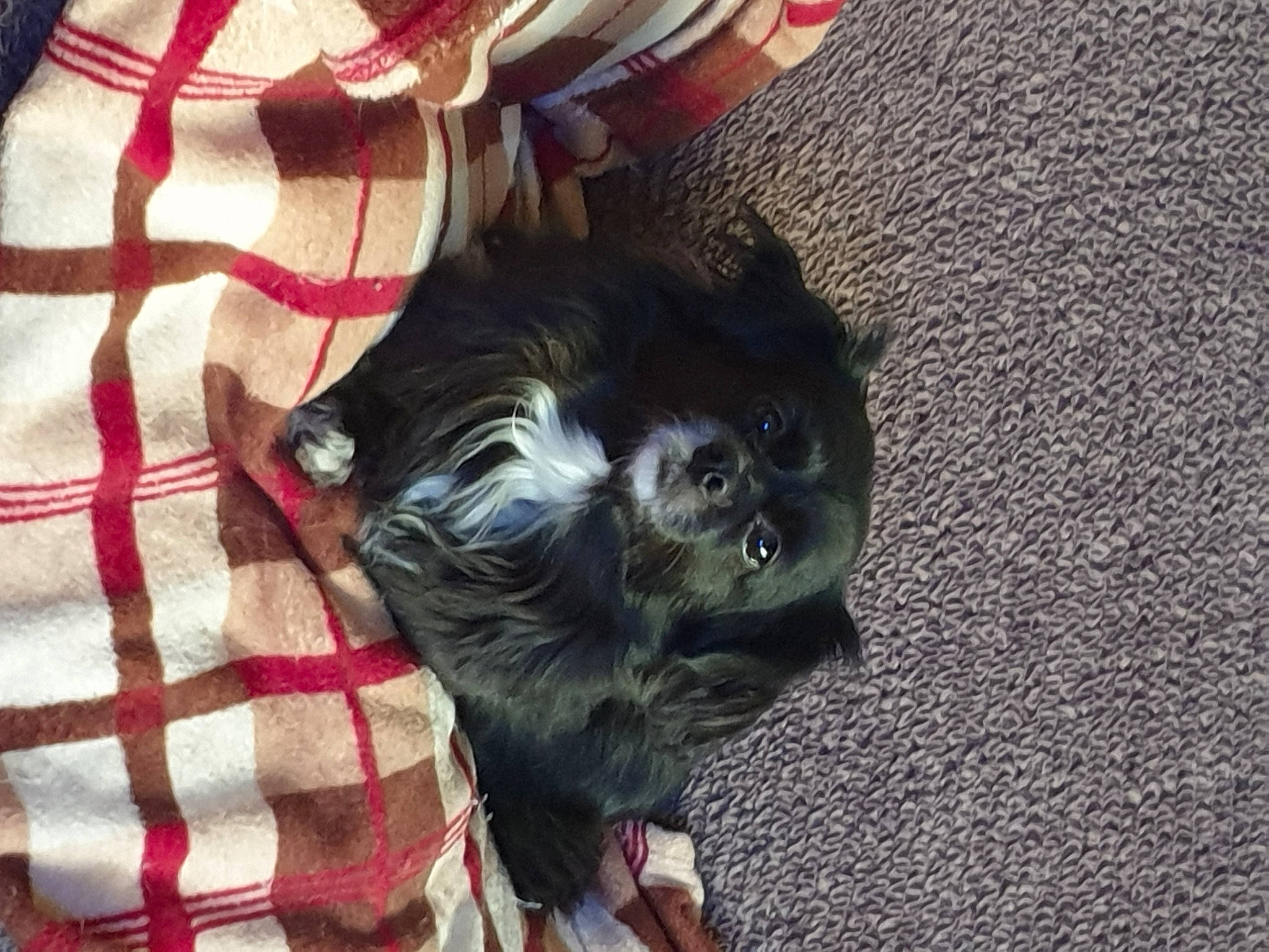 Dina a rejoint le concours — aidez-le/la à gagner de superbes lots ! canidae, carmine, carnivore, companion_dog, dog, dog_breed, dog_supply, fawn, fur, liver, non_sporting_group, pattern, paw, puppy, snout, sporting_group, tail, toy_dog, whiskers, working_animal