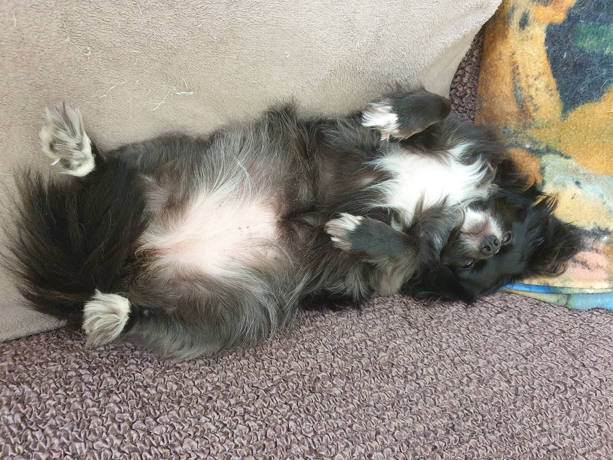 Dina a rejoint le concours — aidez-le/la à gagner de superbes lots ! carnivore, cat, claw, comfort, companion_dog, dog_breed, felidae, foot, fur, grey, nap, paw, small_to_medium_sized_cats, tail, terrestrial_animal, whiskers