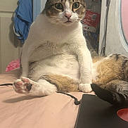 Teacup is registered to the contest to win money with this photo: cat, indoor, bed, feline, pet, tabby, white_fur, brown_fur, paw, face, ears, tail, looking, sitting, room, door, clothing, household_items, cord, tablet