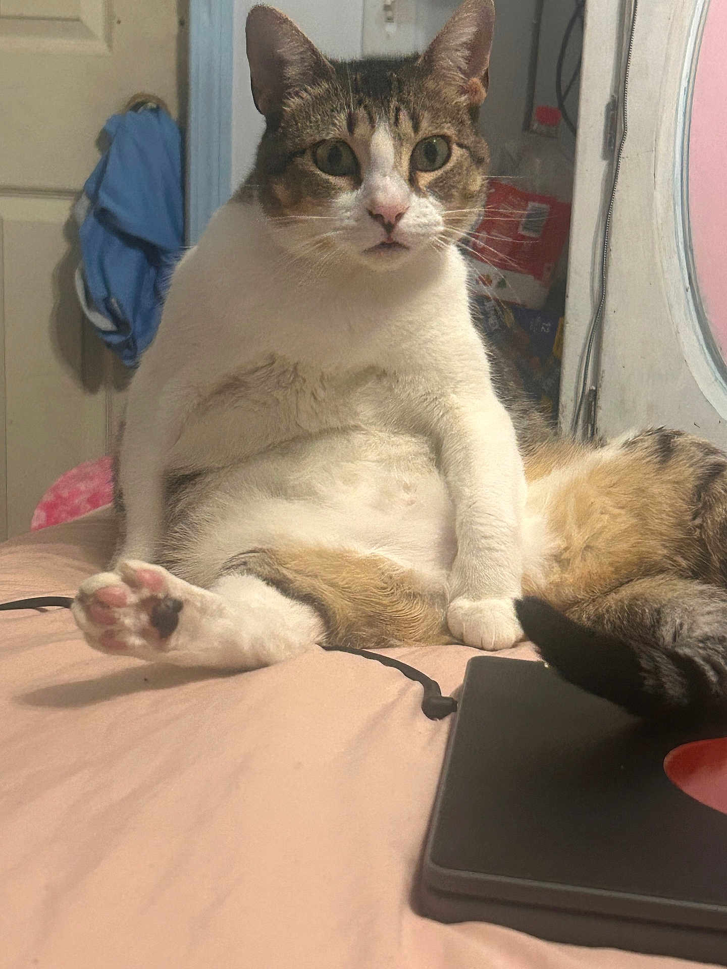 Teacup is registered to the contest to win money with this photo: cat, indoor, bed, feline, pet, tabby, white_fur, brown_fur, paw, face, ears, tail, looking, sitting, room, door, clothing, household_items, cord, tablet