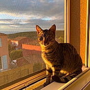 Beauty participe au concours pour gagner de l'argent avec cette photo : cat, tabby, windowsill, sunlight, golden_hour, window_screen, outdoor_view, rooftops, sky, clouds, curious, pet, animal, feline, portrait, domestic_cat, whiskers, ears, tail, sitting