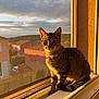 cat, tabby, windowsill, sunlight, golden_hour, window_screen, outdoor_view, rooftops, sky, clouds, curious, pet, animal, feline, portrait, domestic_cat, whiskers, ears, tail, sitting