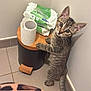 Beauty a rejoint le concours — aidez-le/la à gagner de superbes lots ! kitten, cat, tabby, curious, toilet_paper, wipes, trash_bin, floor, tile, wall, paw, fur, pet, indoor, standing, looking_up, small, young, animal, cute