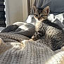 Beauty a rejoint le concours — aidez-le/la à gagner de superbes lots ! kitten, cat, tabby, blanket, cozy, sunlight, indoor, pet, cute, fur, small, animal, texture, curious, young, resting, soft, comfort, home, window