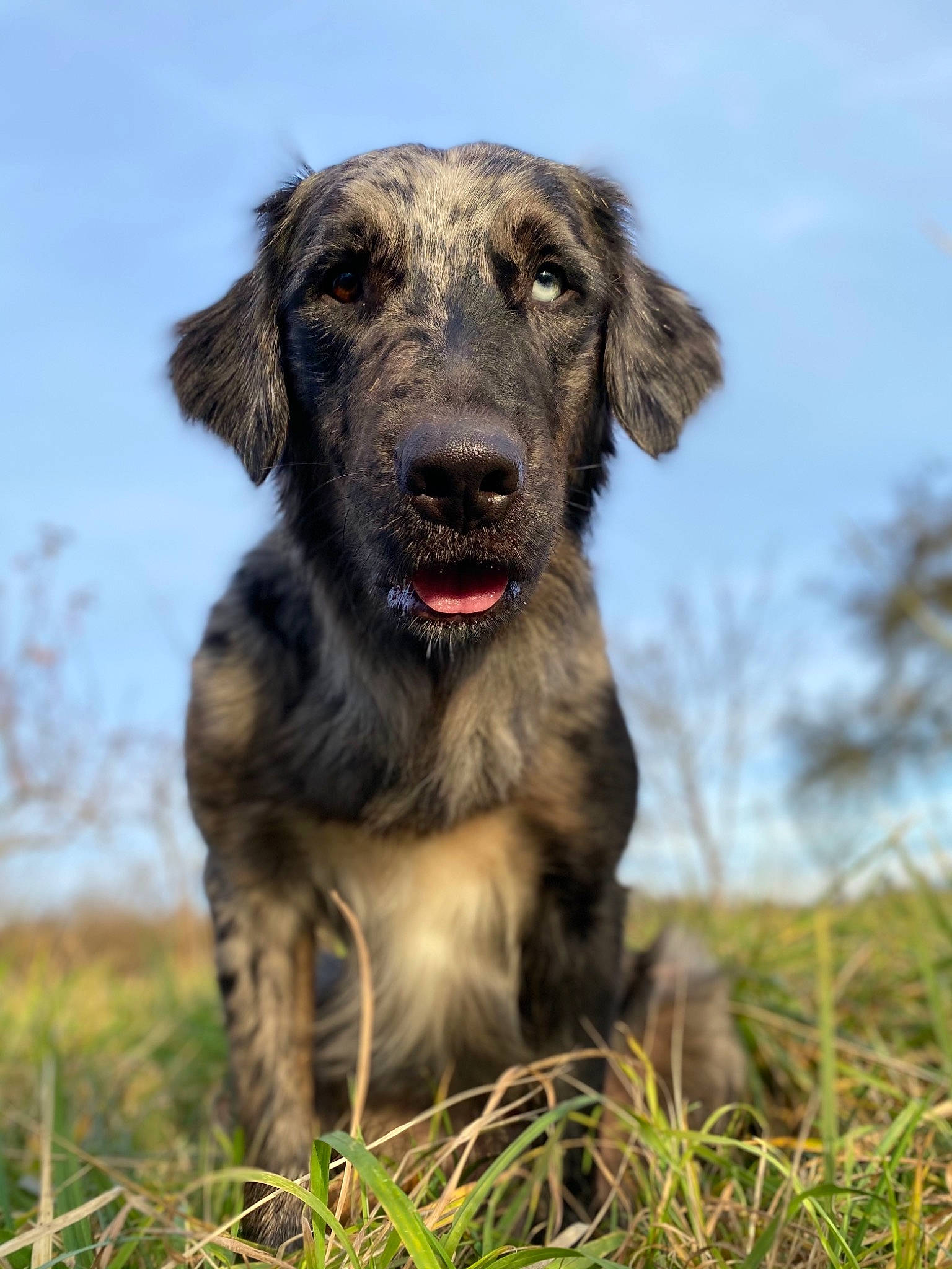 Caspian is registered to the contest to win money with this photo: balance, canidae, carnivore, companion_dog, dog, dog_breed, field, grass, grass_family, grassland, hunting_dog, meadow, pasture, prairie, snout, sporting_group, street_dog, working_animal, working_dog