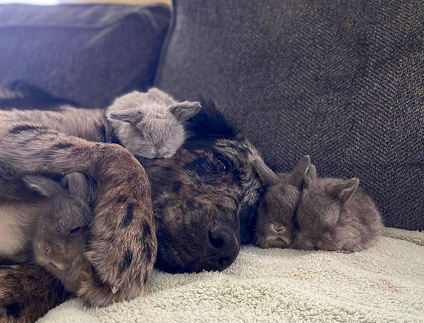 Caspian joined the competition — help win amazing prizes! armrest, canidae, carnivore, comfort, companion_dog, couch, dog, dog_breed, fawn, fur, natural_material, paw, slipcover, snout, terrestrial_animal, working_animal, working_dog