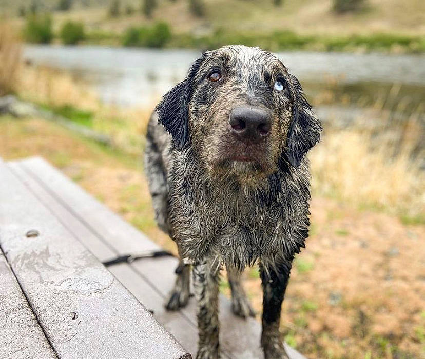 Caspian is registered to the contest to win money with this photo: ancient_dog_breeds, canidae, carnivore, companion_dog, dog, dog_breed, fur, gun_dog, plank, snout, sporting_group, street_dog, terrestrial_animal, working_animal