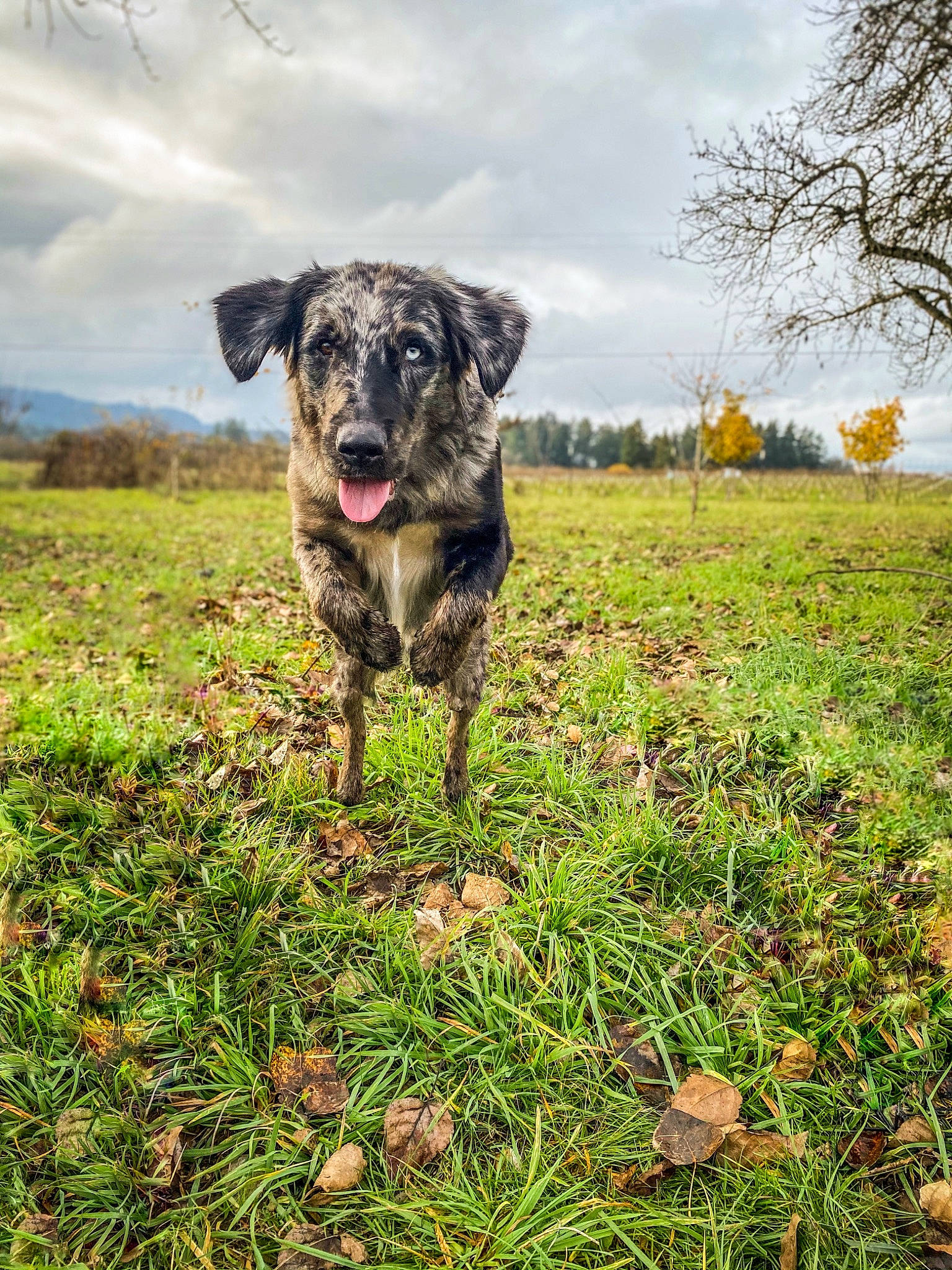Caspian joined the competition — help win amazing prizes! canidae, carnivore, companion_dog, dog, dog_breed, dog_supply, field, grass, meadow, pasture, pet_supply, prairie, puppy, snout, sporting_group, street_dog, terrestrial_animal, whiskers, working_animal, working_dog
