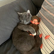 Moustache a rejoint le concours — aidez-le/la à gagner de superbes lots ! cat, gray_cat, stuffed_toy, monkey_doll, couch, pillow, striped_pillow, tassels, indoor, relaxing, cute, sleeping_cat, pet, feline, cozy, soft_toy, home, resting, animal, domestic