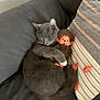 cat, gray_cat, stuffed_toy, monkey_doll, couch, pillow, striped_pillow, tassels, indoor, relaxing, cute, sleeping_cat, pet, feline, cozy, soft_toy, home, resting, animal, domestic