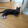 Moustache a rejoint le concours — aidez-le/la à gagner de superbes lots ! cat, gray_cat, white_paws, wooden_floor, indoor, furniture, relaxed, pet, animal, domestic_cat, looking_away, flooring, white_furniture, tail, ears, whiskers, calm, household, resting, cute