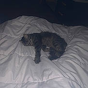 Rubis a rejoint le concours — aidez-le/la à gagner de superbes lots ! cat, tabby_cat, sleeping, bed, comforter, indoor, feline, resting, pet, cozy, white_bedding, fur, animal, cute, domestic_cat, relaxing, mammal, quiet, soft, nighttime