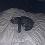cat, tabby_cat, sleeping, bed, comforter, indoor, feline, resting, pet, cozy, white_bedding, fur, animal, cute, domestic_cat, relaxing, mammal, quiet, soft, nighttime