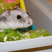 Chou joined the competition — help win amazing prizes!