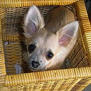 Cannelle joined the competition — help win amazing prizes!