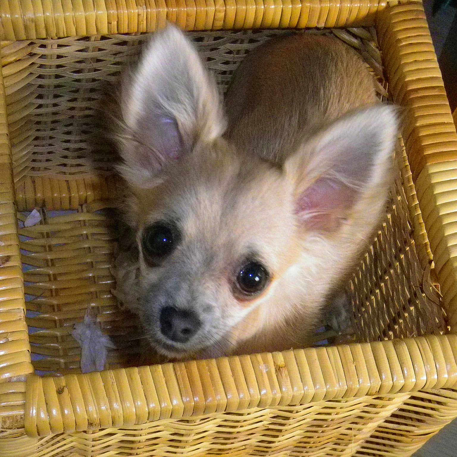 Cannelle joined the competition — help win amazing prizes!