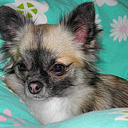 Hangel is registered to the contest to win money with this photo: