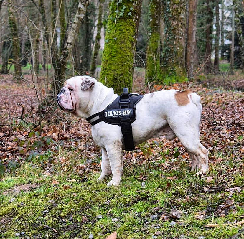 Marlon participe au concours pour gagner de l'argent avec cette photo : bulldog, carnivore, collar, companion_dog, dog, dog_breed, dog_collar, dog_supply, forest, grass, molosser, plant, sporting_group, tail, terrestrial_animal, tree, woodland, working_animal, working_dog