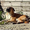 Freya a rejoint le concours — aidez-le/la à gagner de superbes lots ! dog, outdoor, sunlight, wooden_fence, gravel, relaxed, brown_dog, white_chest, lying_down, plants, nature, pet, canine, daylight, shadow, calm, animal, backyard, resting, summer