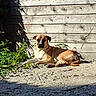 Freya participe au concours pour gagner de l'argent avec cette photo : dog, outdoor, sunlight, wooden_fence, gravel, shadow, plant, pet, animal, resting, brown_dog, nature, sunny, daylight, calm, relaxing, canine, fur, ears, quiet