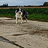 Frozen a rejoint le concours — aidez-le/la à gagner de superbes lots ! dog, border_collie, animal, pet, outdoor, field, grass, concrete, cloudy_sky, nature, walking_path, canine, tongue_out, standing, rural, greenery, fur, mammal, happy, daytime