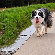 Frozen a rejoint le concours — aidez-le/la à gagner de superbes lots ! dog, border_collie, blue_eyes, tongue_out, walking, path, grass, water_canal, outdoor, nature, greenery, happy, pet, animal, fur, canine, daytime, forest, muddy_paws, excited