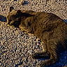 cat, black_cat, animal, pet, outdoor, gravel, sunlight, shadow, fur, lying_down, relaxed, alert, texture, nature, daylight, mammal, closeup, wildlife, resting, ground