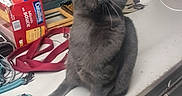 Fluydt participe au concours pour gagner de l'argent avec cette photo : cat, gray_cat, pet, indoor, kitchen_counter, leash, container, box, curious, feline, animal, domestic, whiskers, table, household, looking_up, close_up, fur, domestic_cat, sitting