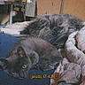 cat, dog, indoor, blanket, resting, furniture, floor, blue_surface, gray_cat, fluffy_dog, curious, cozy, warm_lighting, timestamp, vintage_filter, pet, animal, relaxing, soft_texture, home