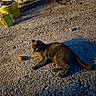 cat, black_cat, gravel, outdoor, sunlight, shadow, bucket, tin_can, stone_wall, relaxed, animal, pet, feline, texture, daylight, nature, ground, curious, quiet, resting
