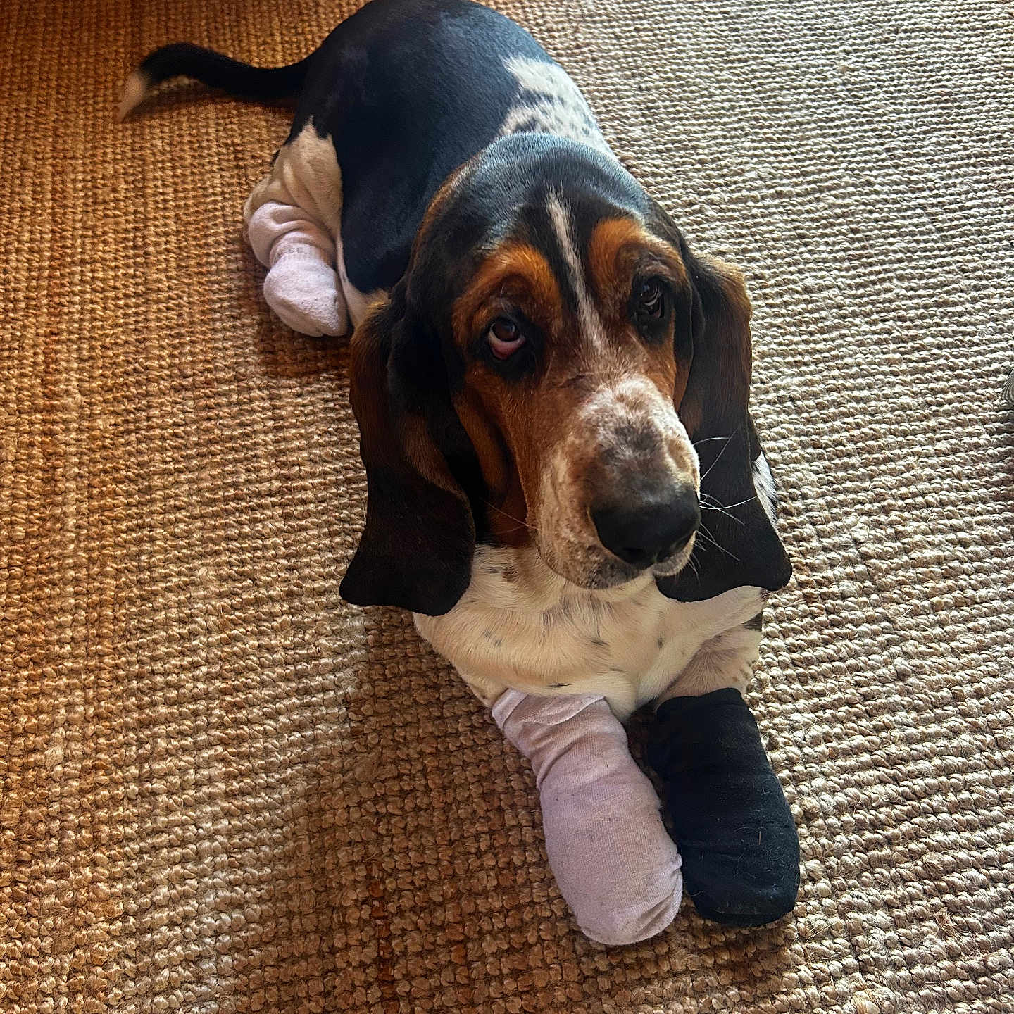 Hector