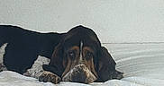 Hector a rejoint le concours — aidez-le/la à gagner de superbes lots ! dog, basset_hound, hound, pet, animal, lying_down, bed, bedding, white_blanket, brown_and_black, long_ears, droopy_ears, floppy_ears, sad_expression, looking_at_camera, indoor, bedroom, brick_wall, window, bowl