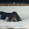 dog, basset_hound, hound, pet, animal, lying_down, bed, bedding, white_blanket, brown_and_black, long_ears, droopy_ears, floppy_ears, sad_expression, looking_at_camera, indoor, bedroom, brick_wall, window, bowl