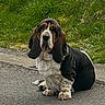 Hector participe au concours pour gagner de l'argent avec cette photo : dog, basset_hound, pet, animal, sitting, outdoors, grass, pavement, black_white, brown, floppy_ears, long_ears, hound, canine, portrait, full_body, front_view, serious_expression, road, nature