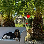 Hector participe au concours pour gagner de l'argent avec cette photo : basset_hound, dog, pet, animal, portrait, sitting, lounging, outdoor, garden, backyard, palm_tree, tropical, plants, foliage, hanging_lantern, red_lantern, white_chair, wooden_deck, sunlight, relaxed