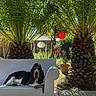 basset_hound, dog, pet, animal, portrait, sitting, lounging, outdoor, garden, backyard, palm_tree, tropical, plants, foliage, hanging_lantern, red_lantern, white_chair, wooden_deck, sunlight, relaxed