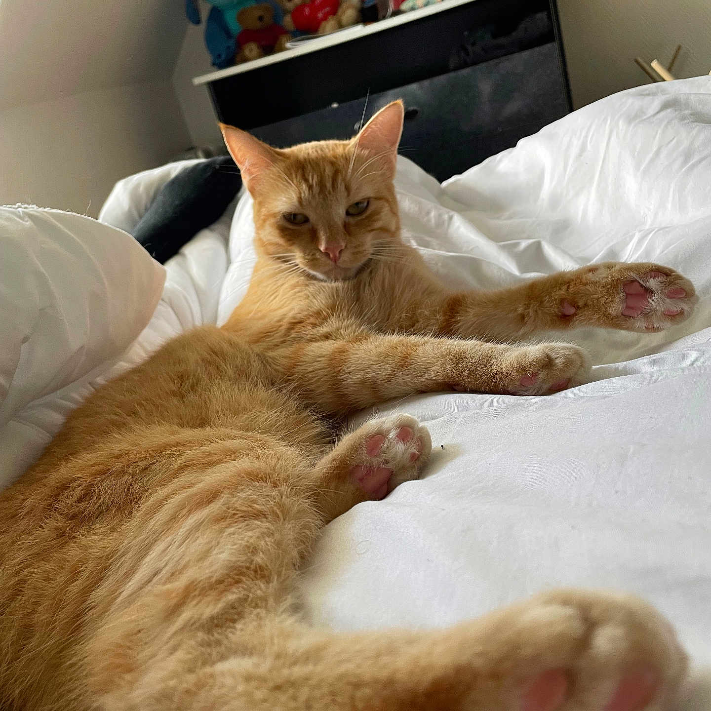 Simba a rejoint le concours — aidez-le/la à gagner de superbes lots ! abyssinian, animal, bed, bedroom, blanket, cat, computer, couch, cushion, electronics, furniture, homedecor, indoors, interiordesign, kitten, laptop, manx, person, pet, room