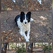 Skeeter joined the competition — help win amazing prizes! animal, black_and_white, border_collie, canine, dirt, dog, ears, eyes, forest, fur, ground, leaves, lying_down, nature, outdoor, pet, shade, sunlight, trees, woods