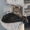 cat, tabby, pet, animal, feline, indoor, cat_tree, cat_bed, fur, whiskers, ears, alert, relaxed, household, cozy, resting, looking_at_camera, wide_eyes, mammal, domestic