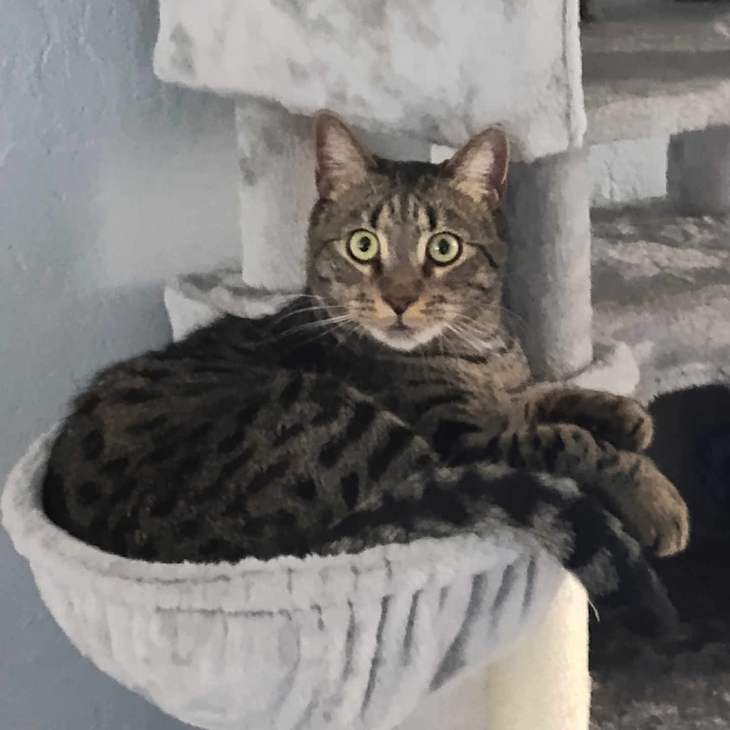 Leo