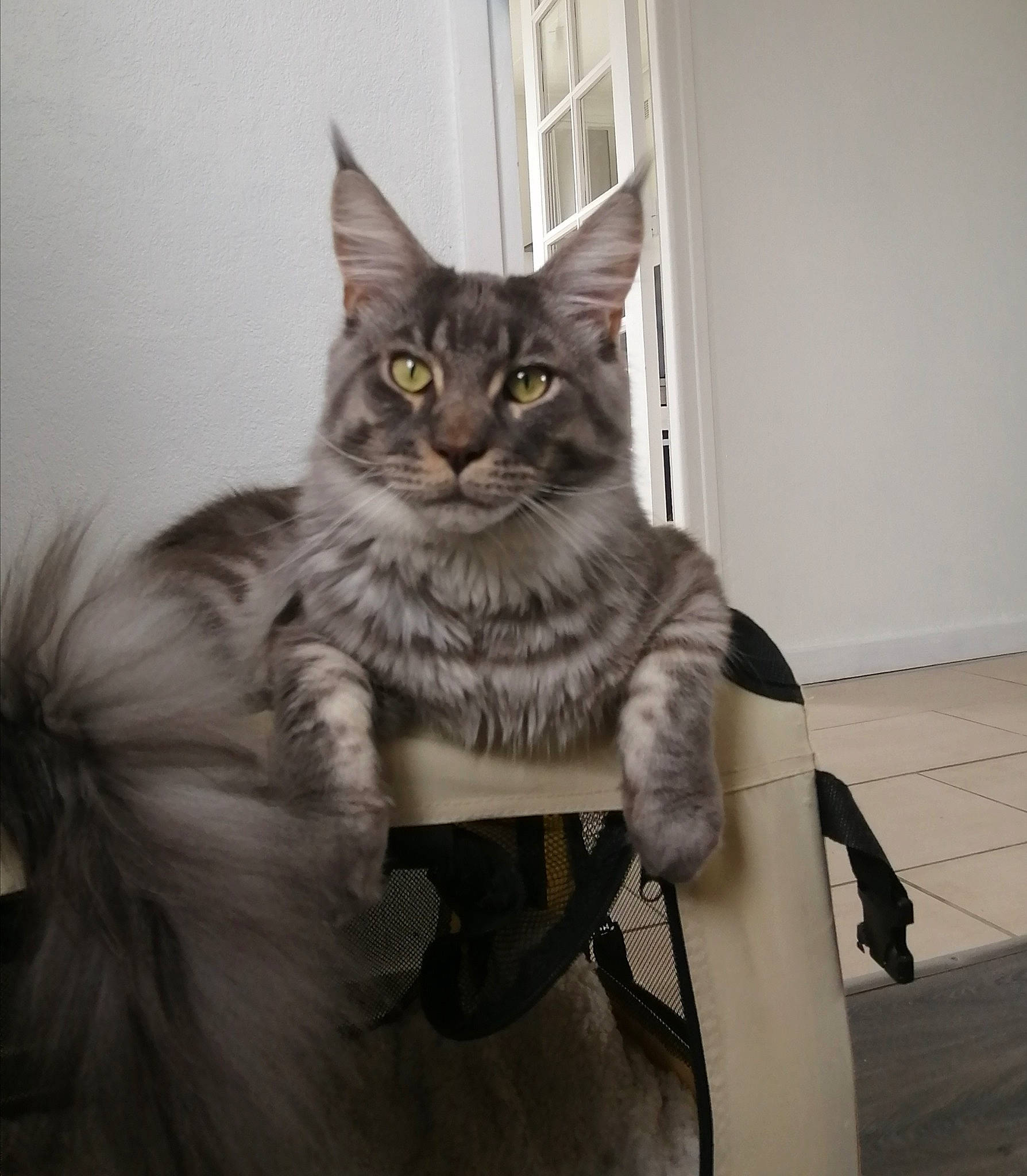 Pathon participe au concours pour gagner de l'argent avec cette photo : asian, asian_semi_longhair, british_semi_longhair, carnivore, cat, domestic_long_haired_cat, domestic_short_haired_cat, european_shorthair, felidae, fur, kitten, maine_coon, mammal, norwegian_forest_cat, siberian, small_to_medium_sized_cats, tabby_cat, tail, vertebrate, whiskers